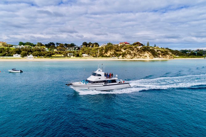 Dolphin and Seal snorkel adventure from Sorrento - Price and value: $150.62 for wildlife, boat time, and onboard food