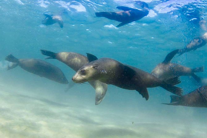 Dolphin and Seal snorkel adventure from Sorrento - What to pack for a comfortable 3 hours on Port Phillip Bay