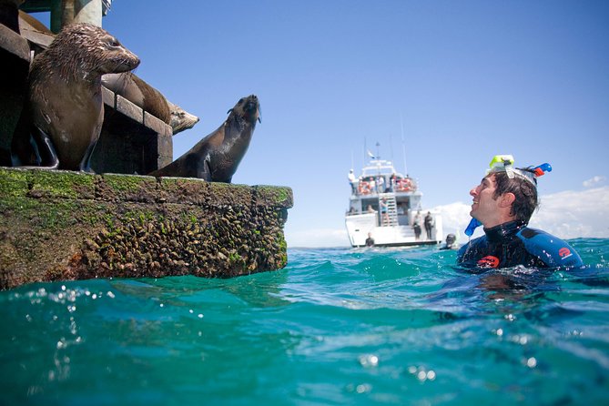 Dolphin and Seal snorkel adventure from Sorrento - Seals in the shallow water: close, curious, and untrained