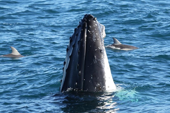 Dolphin & Whale Cruise - Key Things You’ll Notice on This Cruise