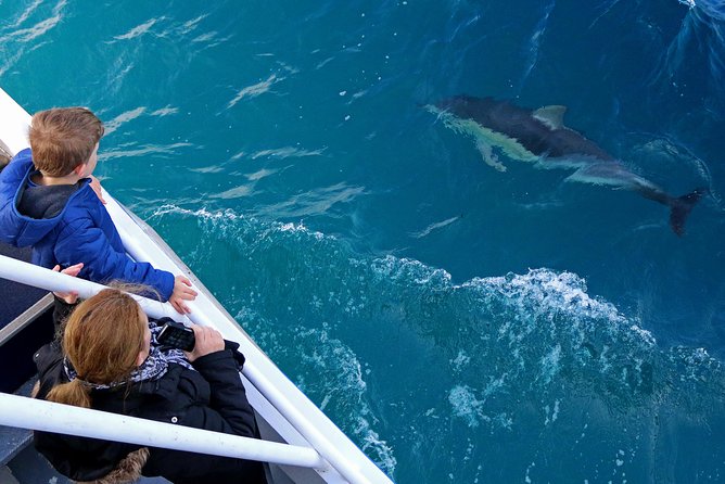 Dolphin & Whale Cruise - Dolphins and Seals: More Than One Wildlife Goal