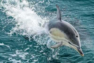 Dolphin & Whale Cruise - Winter Whale Watching: What This Route Targets