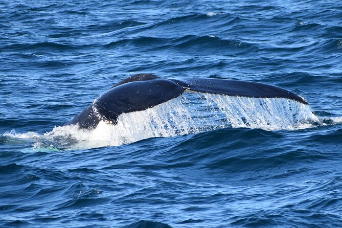Dolphin & Whale Cruise - Onboard Comfort and the Afternoon Tea Factor
