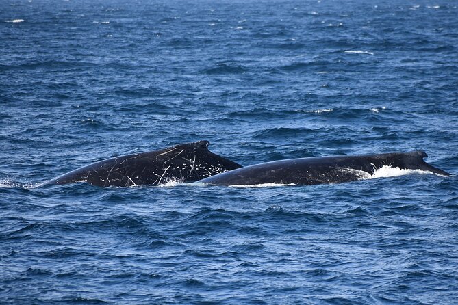 Dolphin & Whale Cruise - Logistics That Matter: Timing, Group Size, and Tickets