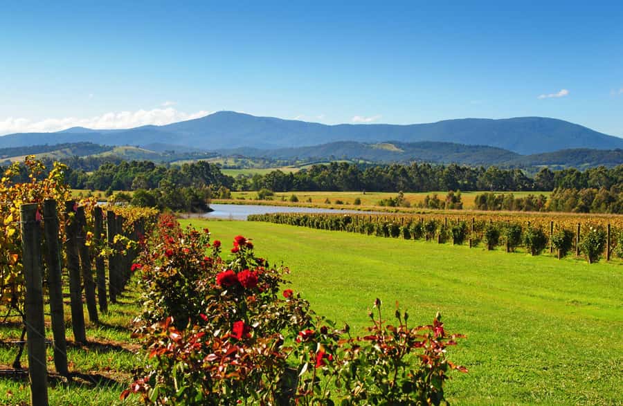 Experience Yarra Valley: A Tailored private Wine Journey - Healesville Sanctuary Option: When Wildlife Matters More Than More Wine