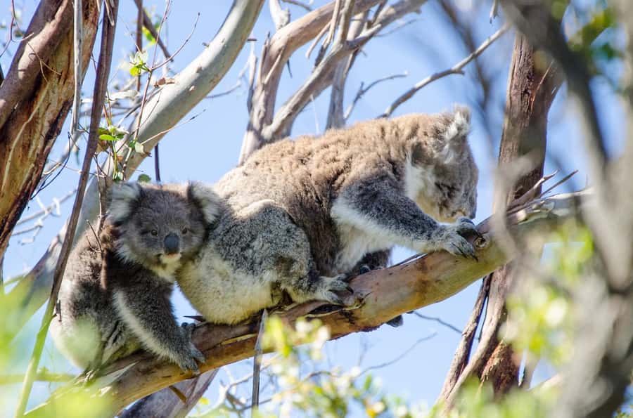 From Melbourne: 2-Day Great Ocean Road & Grampians Escape - Key highlights you’ll actually feel