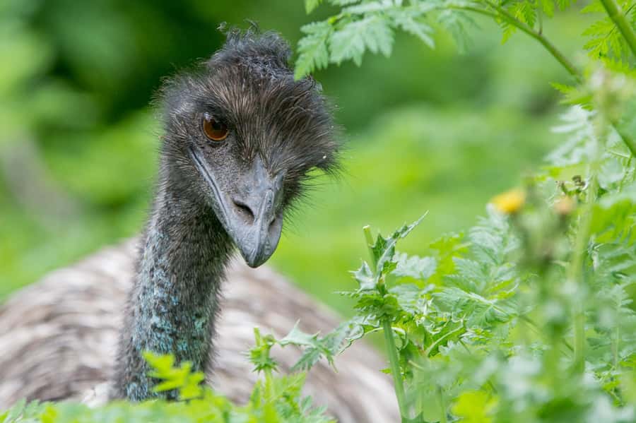 From Melbourne: 3-Day Great Ocean Road Grampians Tour - Wildlife chances: how this tour increases your odds