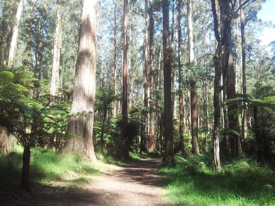 From Melbourne: Dandenong Ranges Private Day Tour - Key Things You’ll Notice on This Dandenong Ranges Tour
