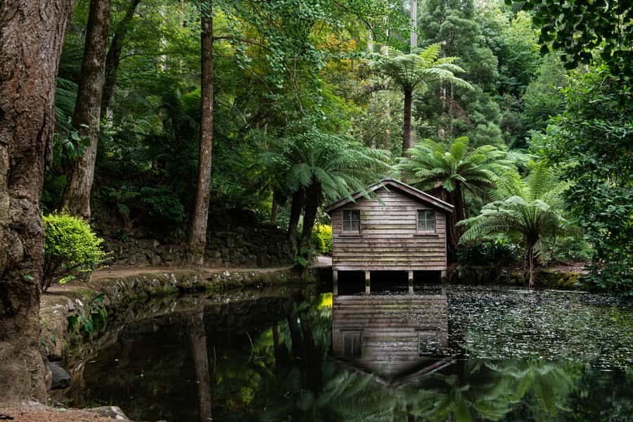 From Melbourne: Dandenong Ranges Private Day Tour - Getting Out of Melbourne: Private Pickup and a Calm Six Hours