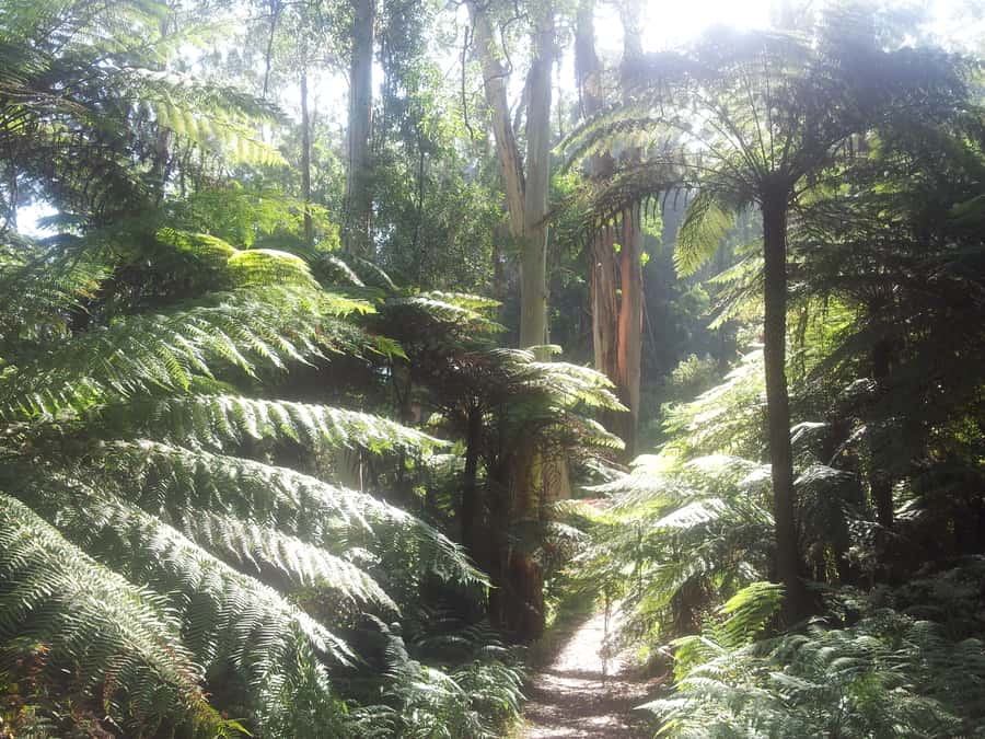 From Melbourne: Dandenong Ranges Private Day Tour - Timing Matters in the Dandenong Ranges: Start Smart for Heat and Comfort