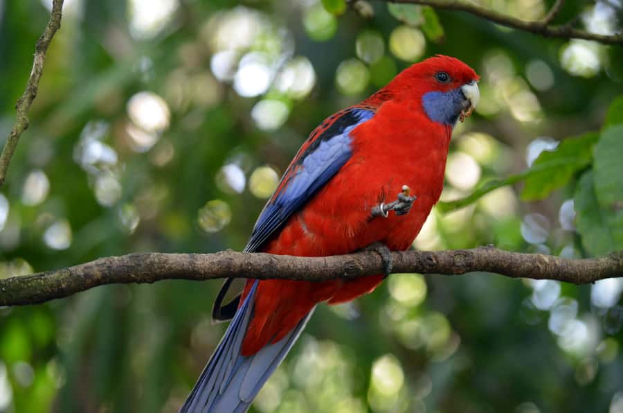 From Melbourne: Dandenong Ranges Private Day Tour - Alfred Nicholas Gardens: Cool Climate Charm and a Japanese Lake Garden