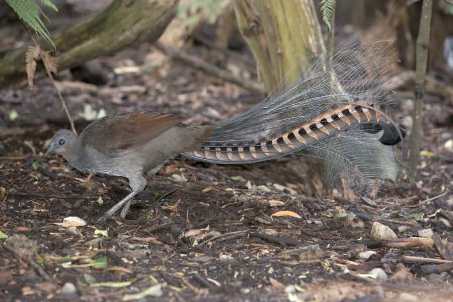 From Melbourne: Dandenong Ranges Private Day Tour - Price and Logistics: Is $247 per Group Worth It?