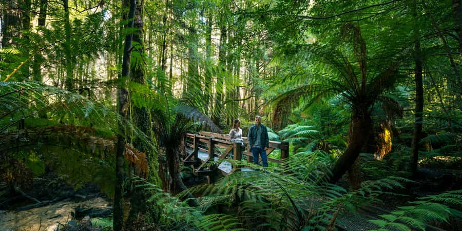 From Melbourne: Great Ocean Road & 12 Apostles Full-Day Tour - The quick wildlife and Melba Gully walk: where the day changes pace