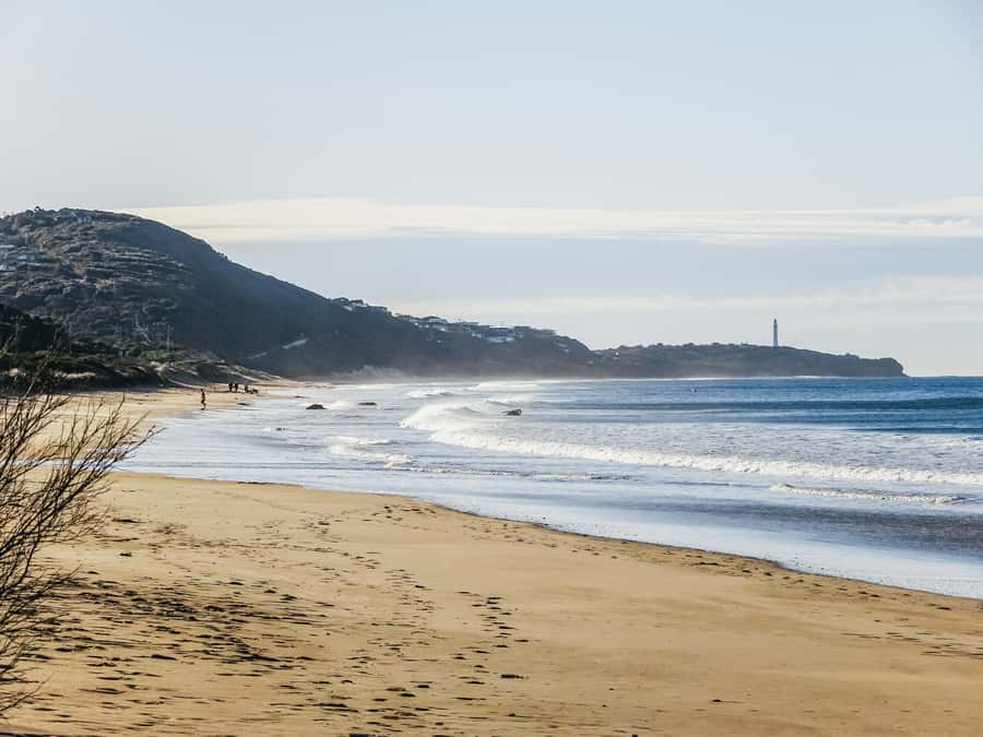 From Melbourne: Great Ocean Road, 12 Apostles, Wildlife Tour - Koalas and parrots in natural habitat: what the guide changes