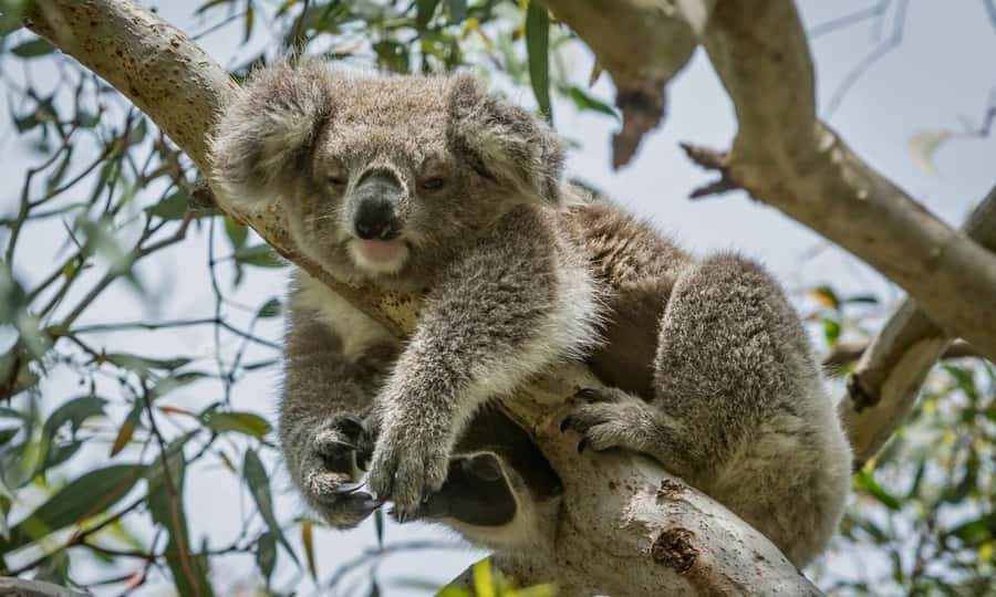 From Melbourne: Great Ocean Road Full-Day Sunset Tour - Melbourne Pickup to Anglesea: A Coastal Warm-Up Without the Chaos