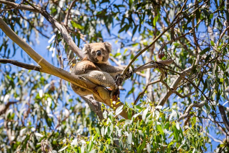From Melbourne: Great Ocean Road Premium Tour in Reverse - Apollo Bay lunch: where you can eat well and still enjoy the beach