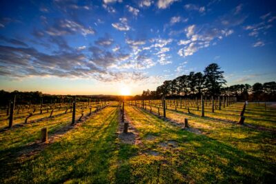From Melbourne: Mornington Peninsula Food & Wine Taste Trail - Jackalope’s Rare Hare: Wine Views Over Vine-Laced Hills