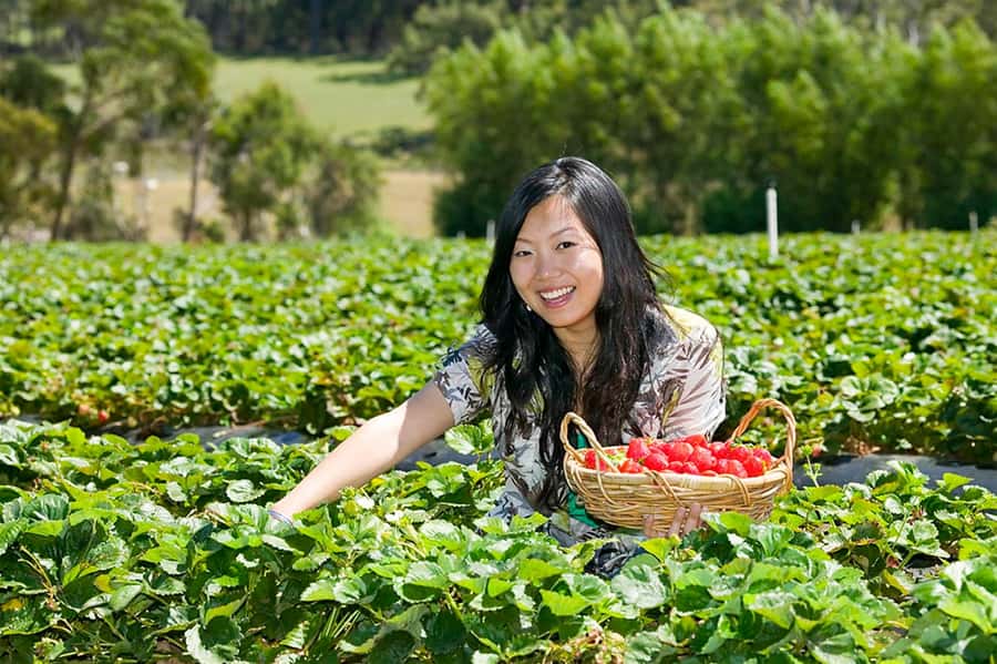 From Melbourne: Mornington Peninsula: Sightseeing Tour - What to bring (and what to leave behind)