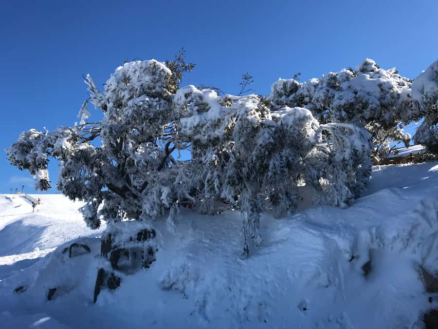 From Melbourne: Mt Buller Snow Day Small Group Boutique Tour - Key things to know before you go