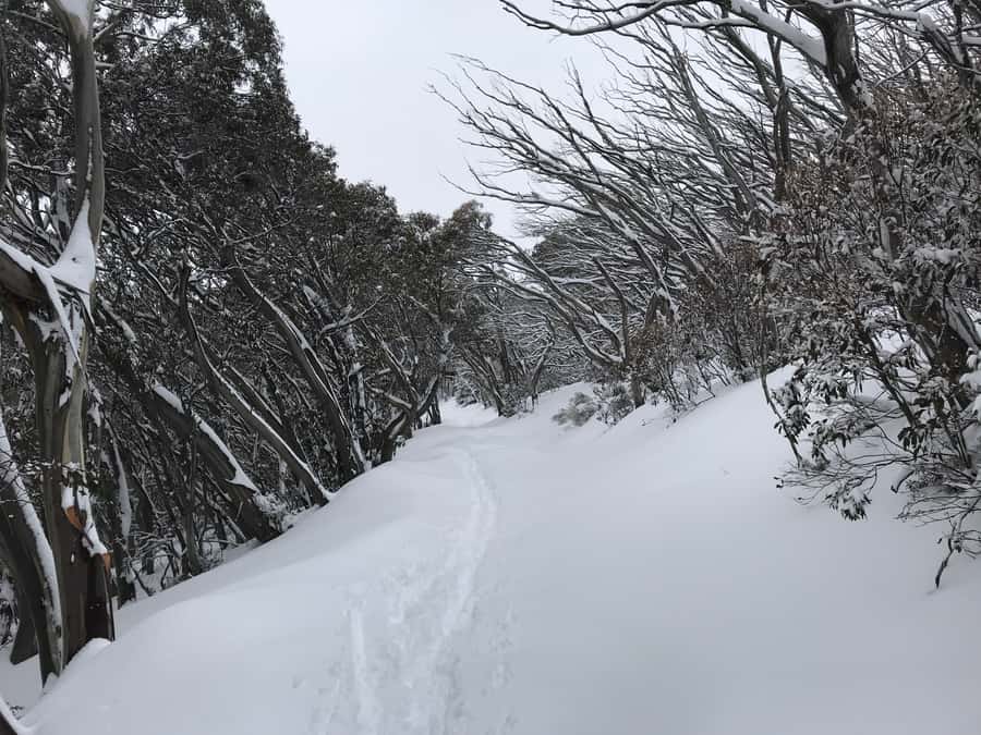 From Melbourne: Mt Buller Snow Day Small Group Boutique Tour - What to pack for real cold (not just cold in your head)