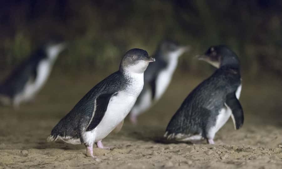 From Melbourne: Penguin Parade Afternoon Tour - Key Points I’d Prioritize Before You Go