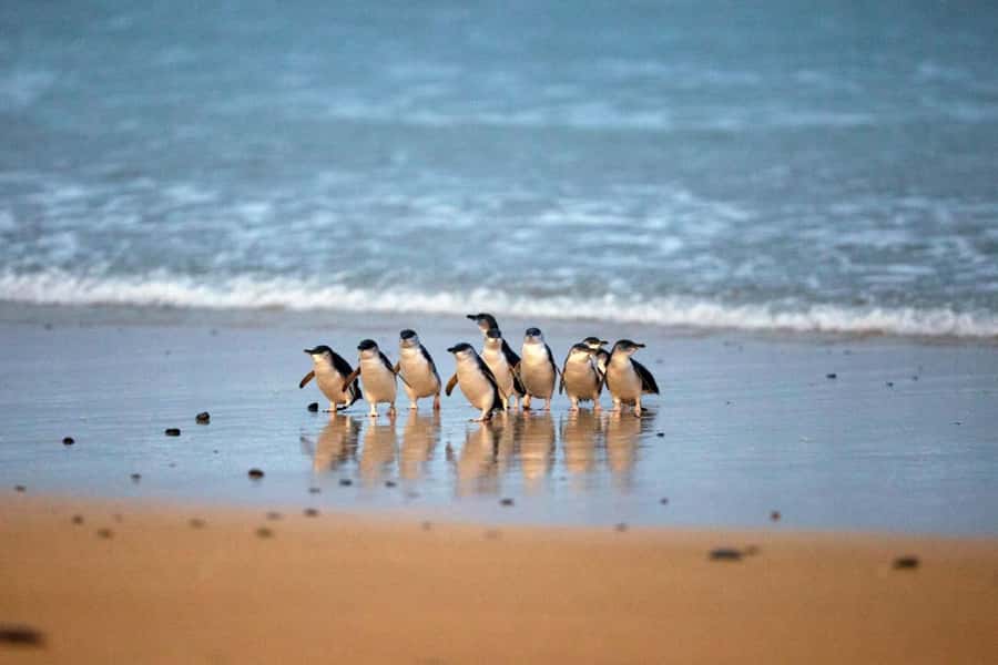From Melbourne: Penguin Parade and Koalas Tour - Key highlights in quick hits