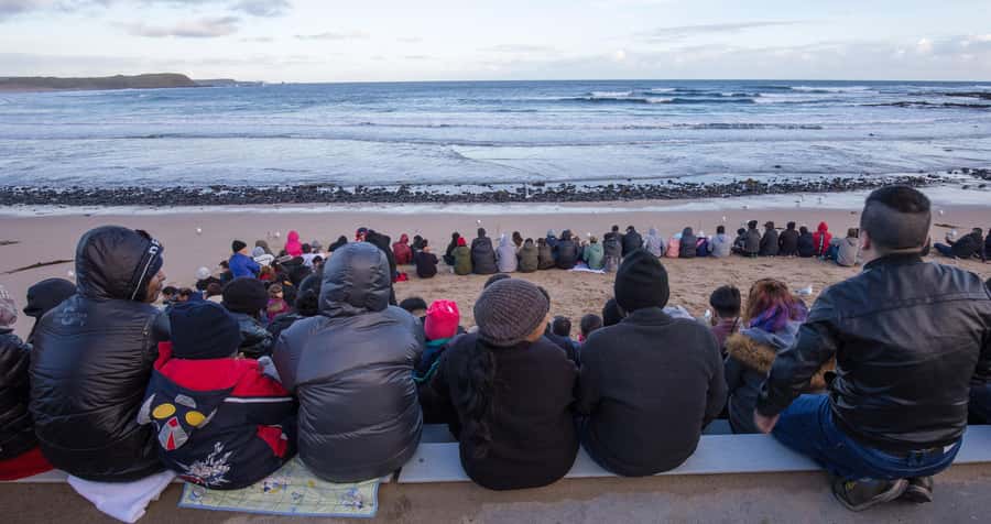From Melbourne: Penguin Parade, Koalas & Kangaroos - Quick hits (what you’ll remember)