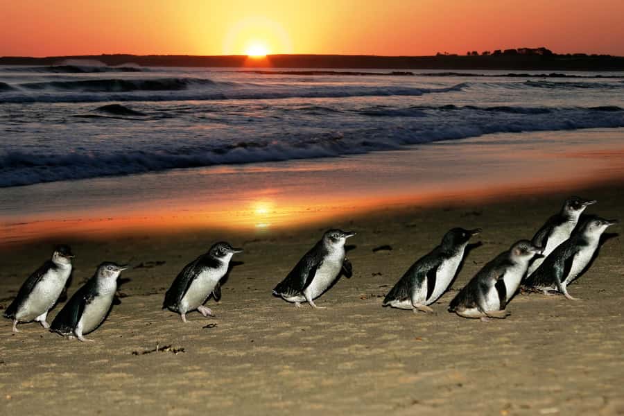 From Melbourne: Penguin Parade, Koalas & Kangaroos - A 12-hour Phillip Island sampler from Melbourne