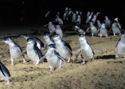 From Melbourne: Penguin Parade, Koalas & Kangaroos - Brighton Beach Boxes: photos first, skyline bonus, then wildlife mode