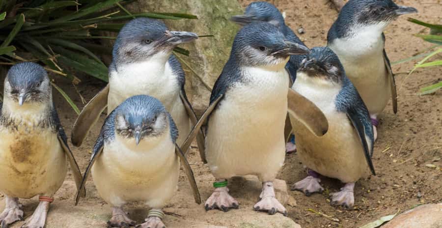 From Melbourne: Penguin Parade, Koalas & Kangaroos - Nobbies Blowhole area and the Nobbies Boardwalk walk
