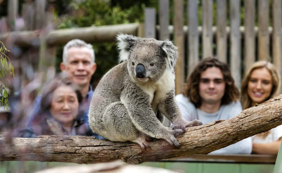 From Melbourne: Penguin Parade, Koalas & Kangaroos - Who should book this tour, and who should skip it