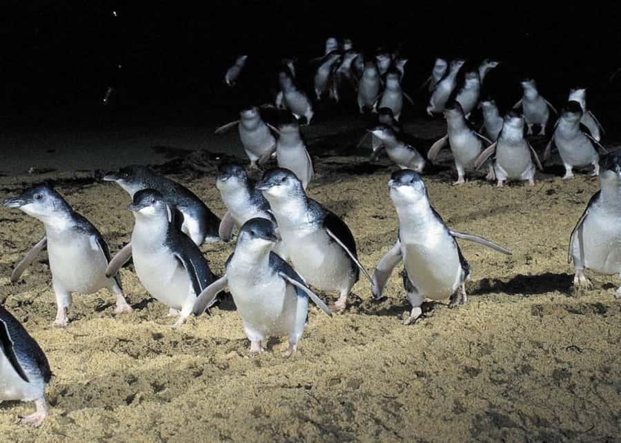 From Melbourne: Penguin Parade, Koalas & Kangaroos - Brighton Beach Boxes: photos first, skyline bonus, then wildlife mode
