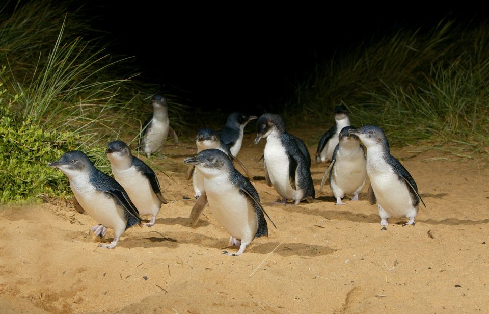 From Melbourne: Penguins and Wildlife Nature Day Tour - Best-fit recommendations: who this tour suits best