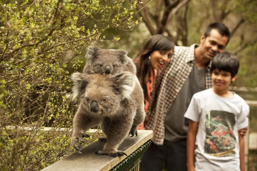 From Melbourne: Phillip Is Penguin Parade & Koala Reserve - From Melbourne to Phillip Island: Brighton Beach Boxes to San Remo