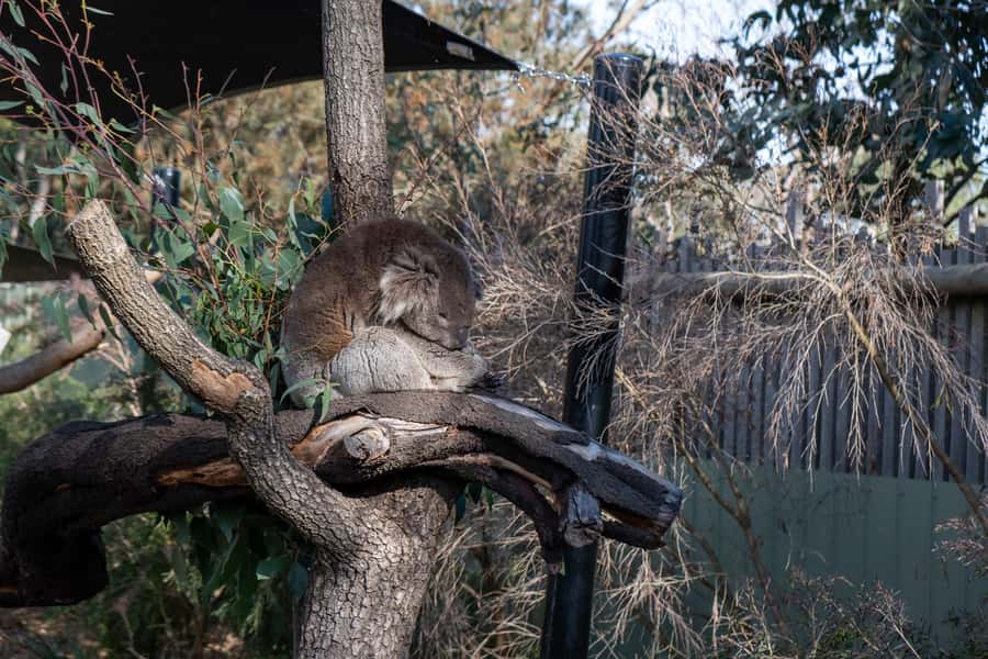 From Melbourne: Phillip Island and Penguin Parade Day Tour - Key Things I’d Bet on