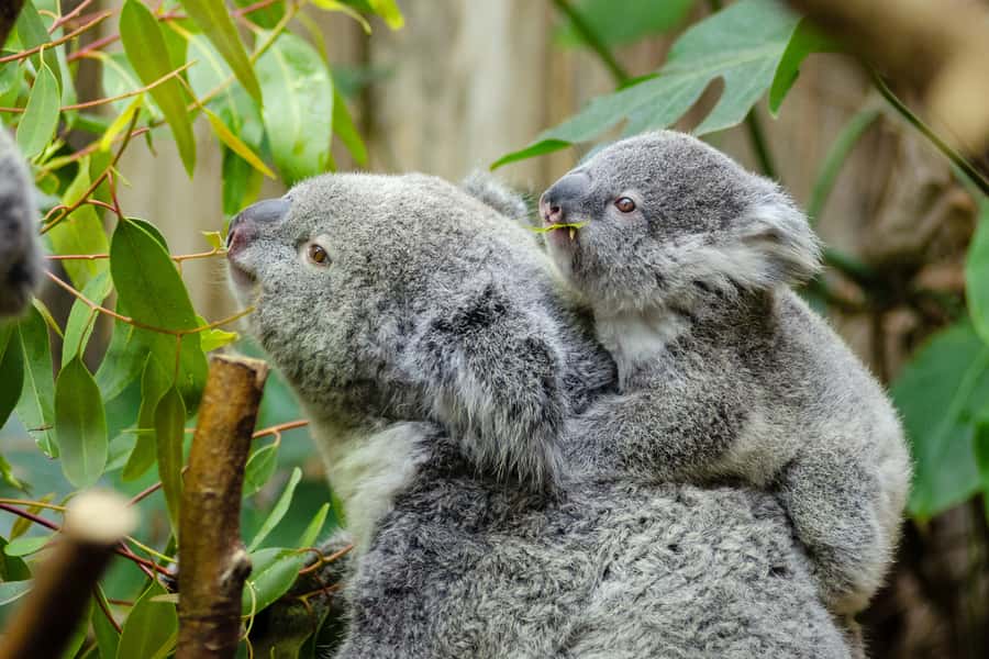 From Melbourne: Phillip Island and Penguin Parade Day Tour - Why Phillip Island Penguins Are Worth the 11-Hour Day