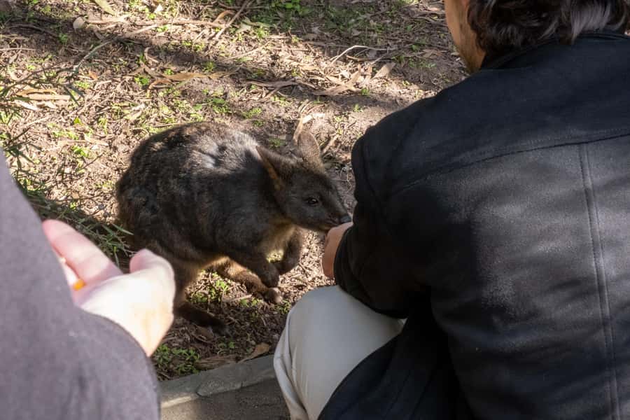 From Melbourne: Phillip Island and Penguin Parade Day Tour - Moonlit Sanctuary: Koalas, Kangaroos, and a Ranger Explainer
