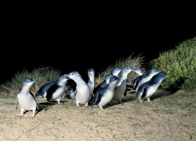 From Melbourne: Phillip Island and Penguin Parade Day Tour - Melbourne to Moonlit Sanctuary: The First Stretch of the Day