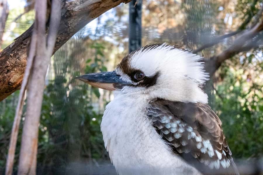 From Melbourne: Phillip Island and Penguin Parade Day Tour - Cape Woolamai Beach: Surf Views and a Quick Stretch of Your Legs