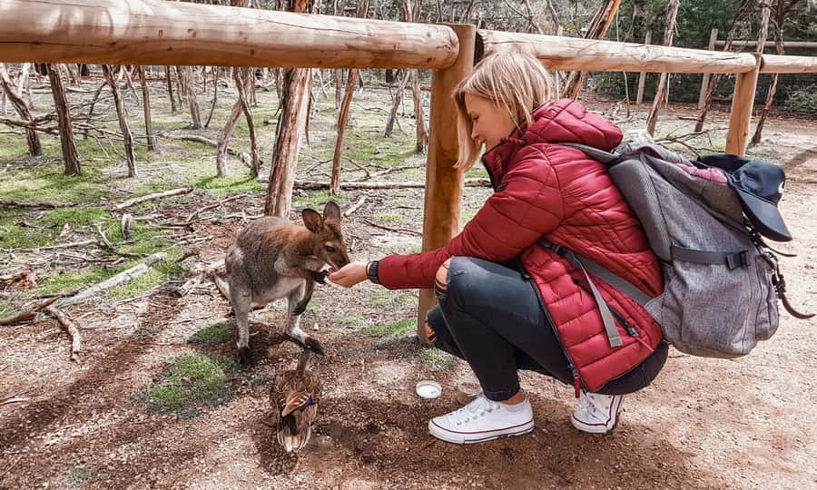 From Melbourne: Phillip Island Penguin Parade Eco Tour - Quick Take