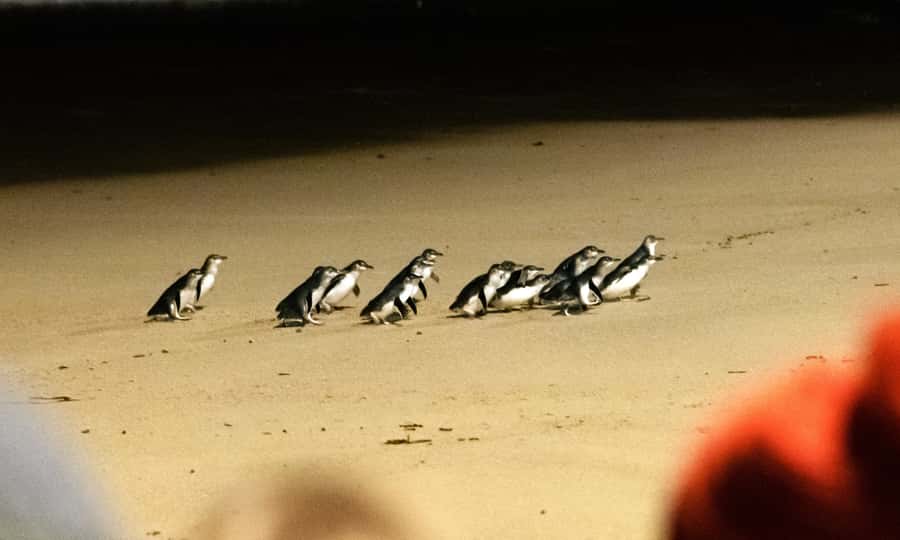 From Melbourne: Phillip Island Penguin Parade Eco Tour - Leaving Melbourne for Phillip Island’s Animal Focus