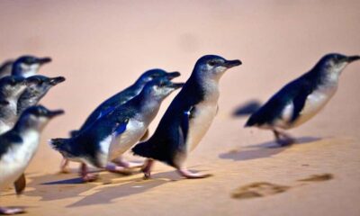From Melbourne: Phillip Island Penguin Parade Eco Tour - Getting Picked Up, Then Letting the Schedule Work
