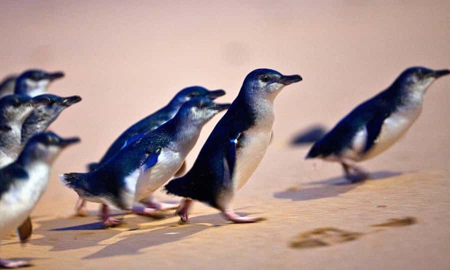 From Melbourne: Phillip Island Penguin Parade Eco Tour - Getting Picked Up, Then Letting the Schedule Work