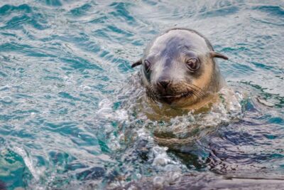 From Melbourne: Phillip Island Penguin Parade Express Tour - Seal Rocks and The Nobbies boardwalk: what you’re really gaining