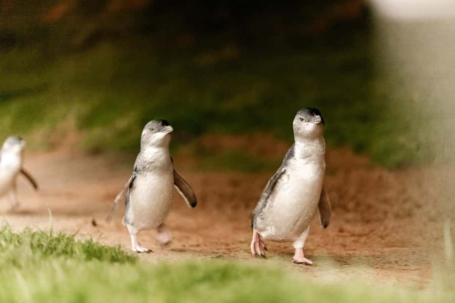 From Melbourne: Phillip Island Penguin Parade Express Tour - The Penguin Parade itself: timing, close viewing, and the rules