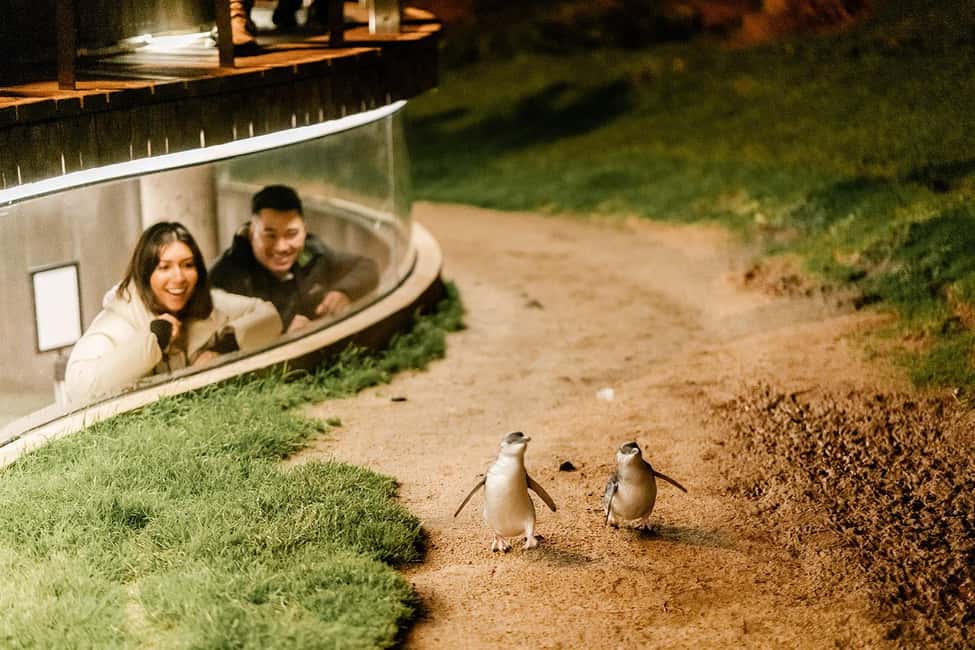 From Melbourne: Phillip Island Penguin Plus - Grandstand - A premium coach makes Penguin Parade night feel manageable