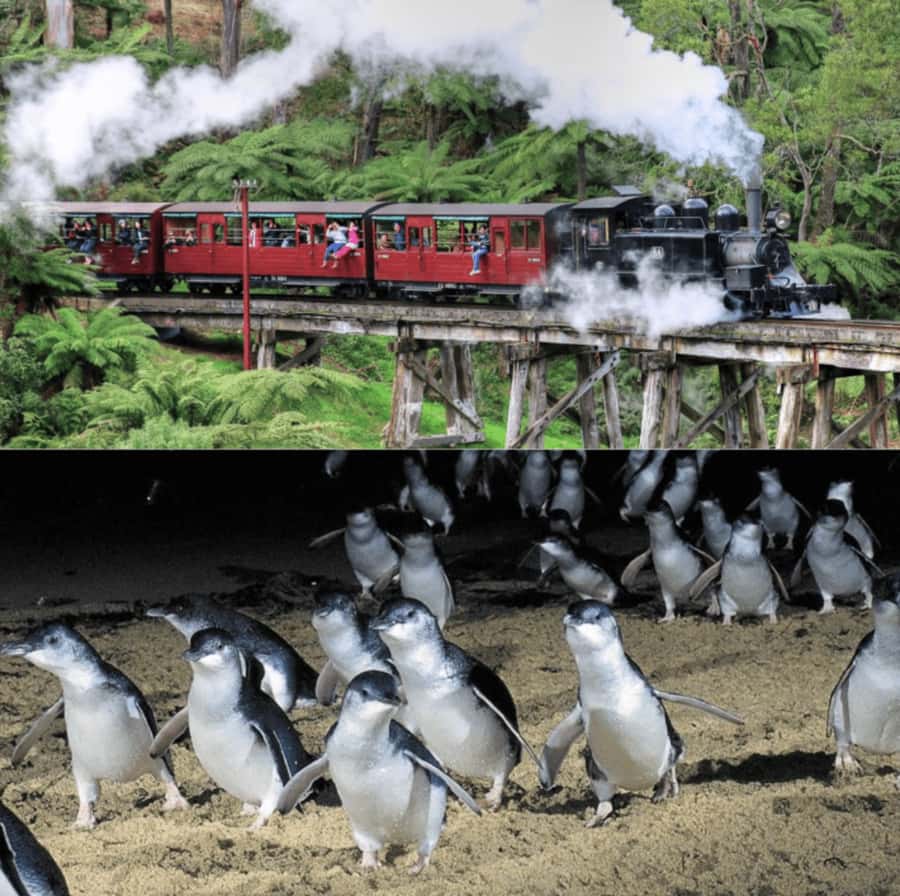 From Melbourne: Puffing Billy and Penguin Parade Combo Tour - Guides and group energy: what makes the day feel smooth