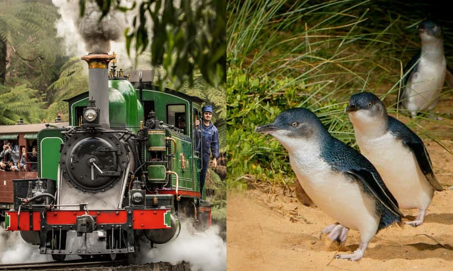 From Melbourne: Puffing Billy & Penguins Combo Tour Package - Why This Combo Tour Feels Like Two Trips in One
