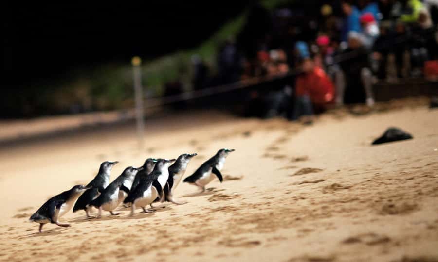 From Melbourne: Puffing Billy & Penguins Combo Tour Package - Melbourne Lunch Time: Use It to Refill, Not to Stress