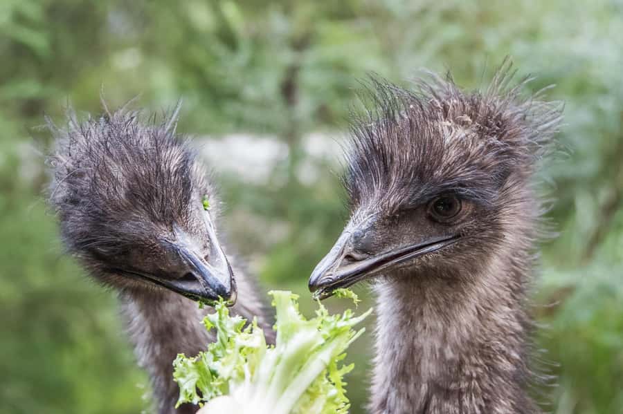 From Melbourne: Puffing Billy Steam Train & Wildlife Tour - Belgrave to Lakeside on Puffing Billy: The Main Event